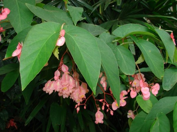 Pink Shasta Begonia