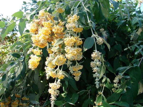 Madagascar Butterflybush