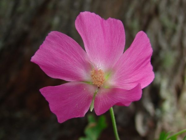 Poppy Mallow