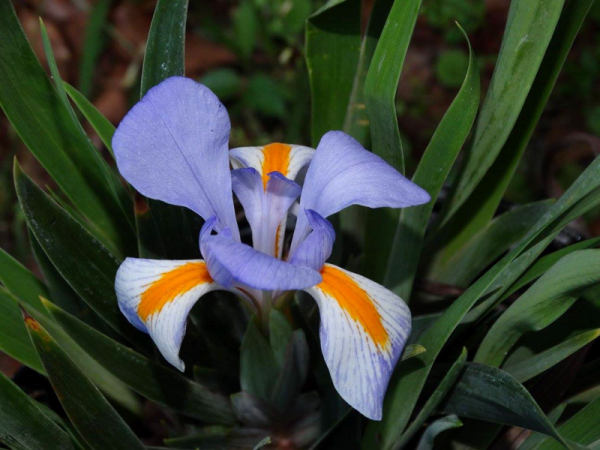 Sandhill Iris