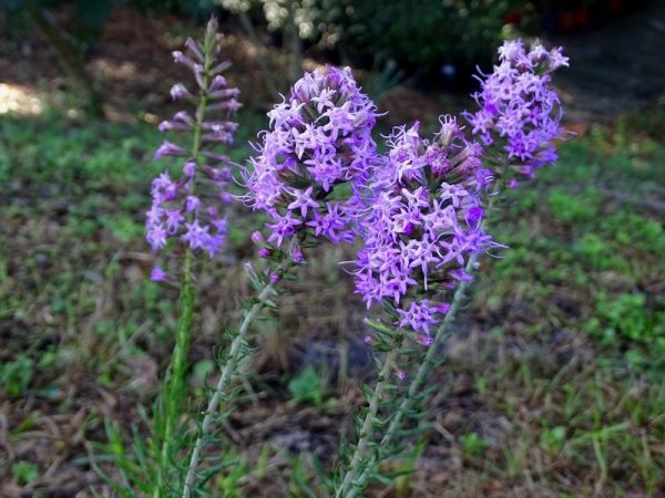 Slender Blazing Star