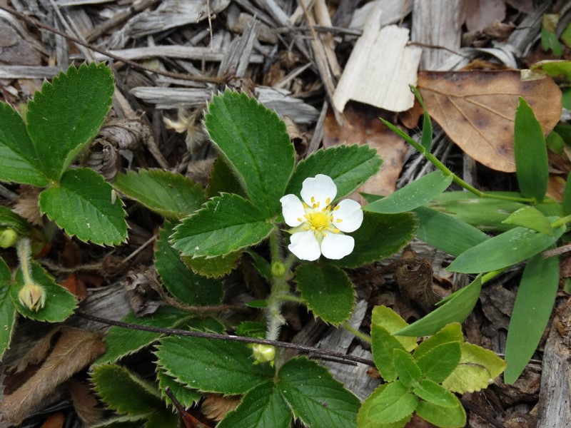 Wild Strawberry