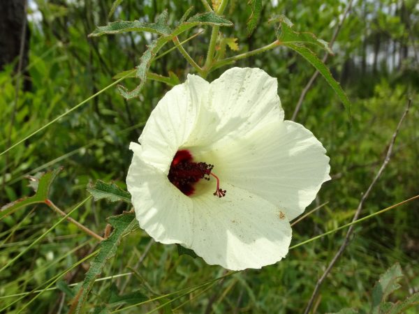 Pineland Hibiscus
