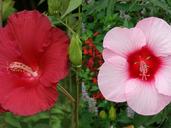 Lord Baltimore Hibiscus