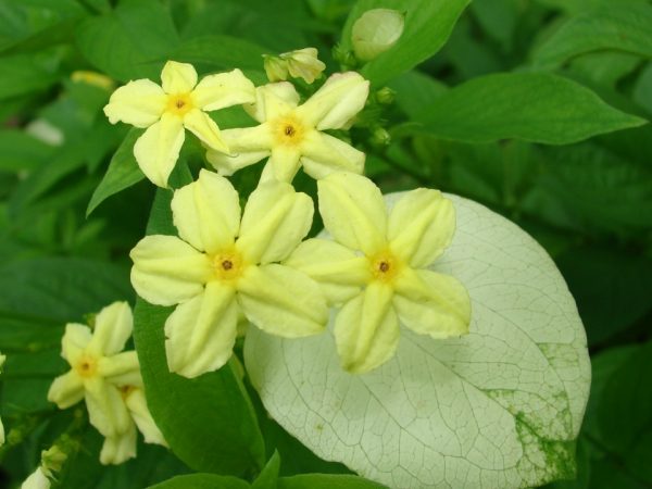 Dwarf Yellow Mussaenda