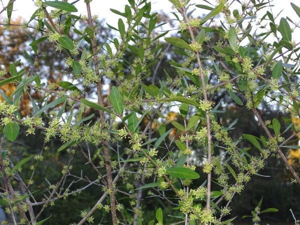 Florida Privet