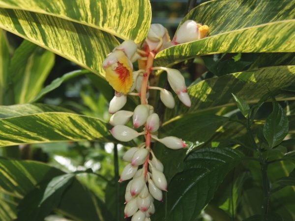 Variegated Shell Ginger