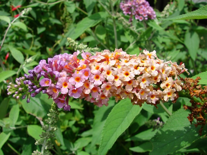 Bicolor Butterflybush