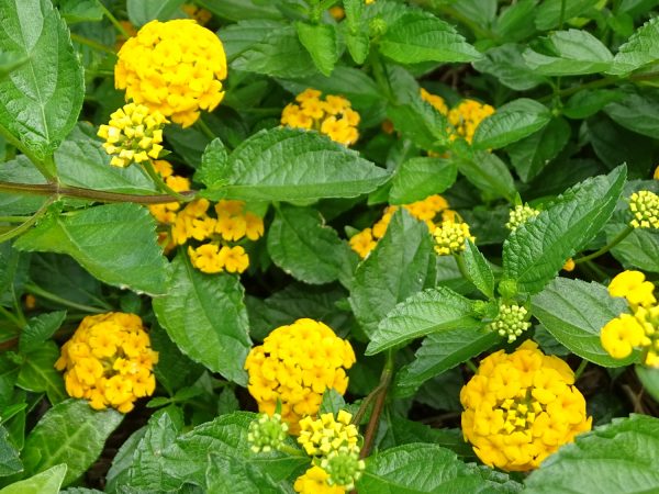 New Gold Lantana