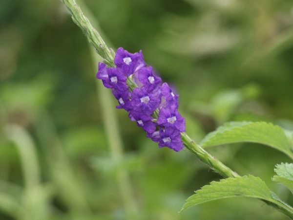 Purple Porterweed