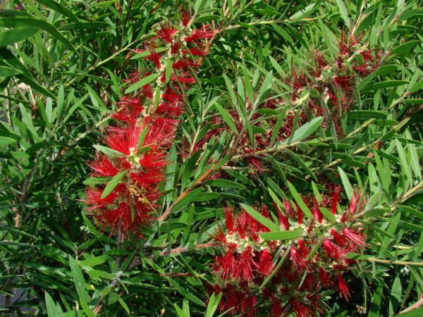 Red Cluster Bottlebrush