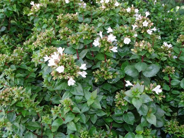 Francis Mason Abelia