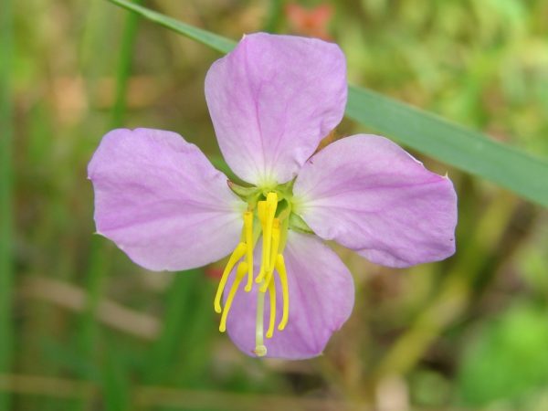Pale Meadowbeauty