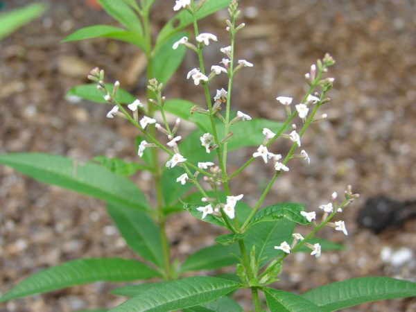 Lemon Verbena