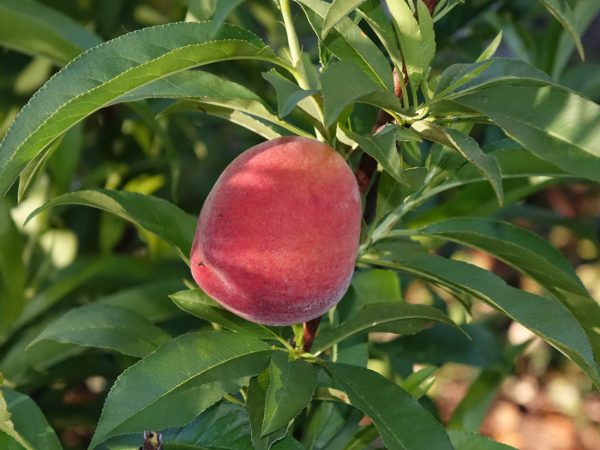 Florida King Peach
