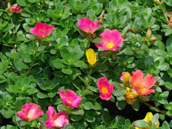 Portulaca