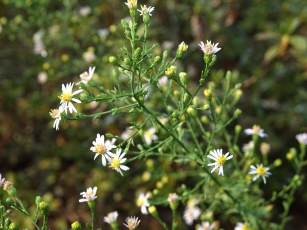 Wavyleaf Aster