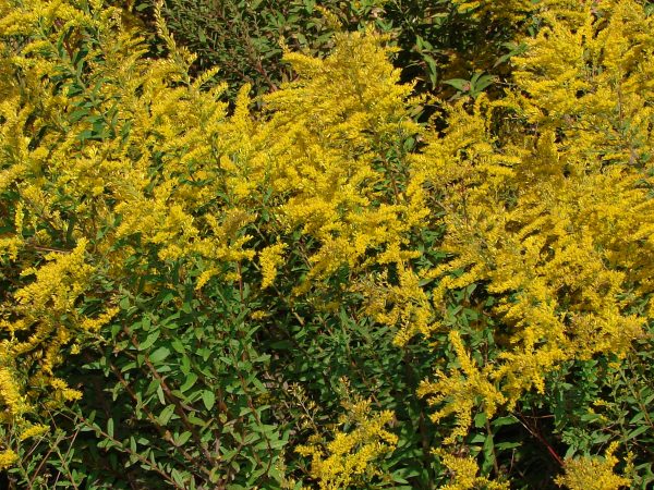 Pinebarren Goldenrod