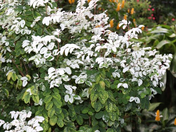 Dwarf Hawaiian Snowbush