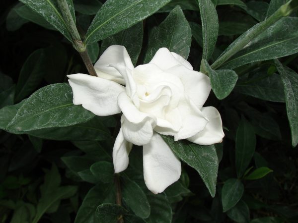 August Beauty Gardenia