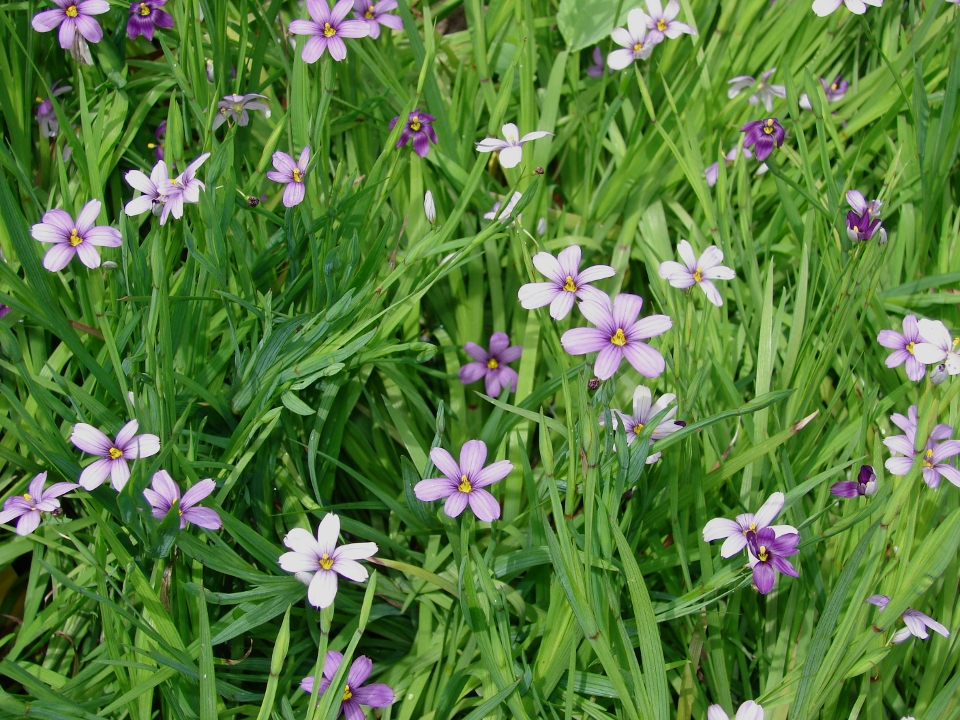 Purple Eyed Grass