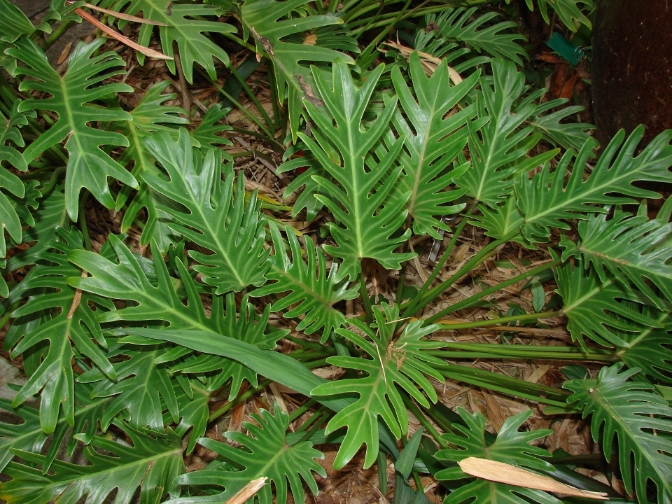 Xanadu Philodendron