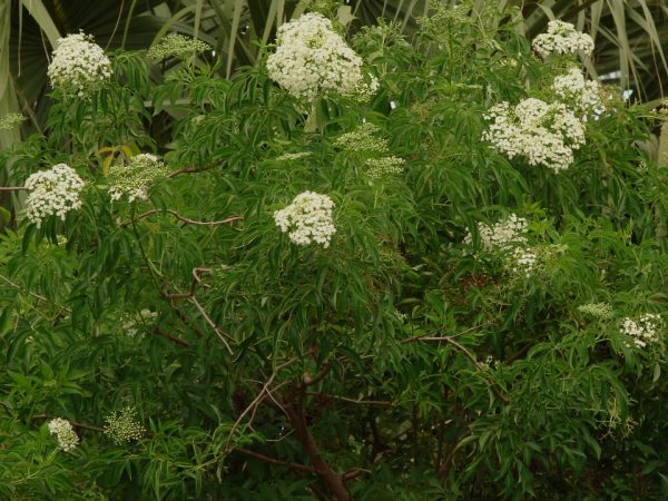 American Elderberry