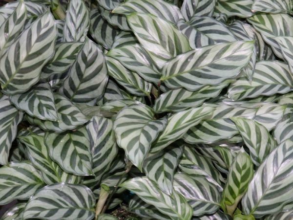 Silver Peacock Calathea