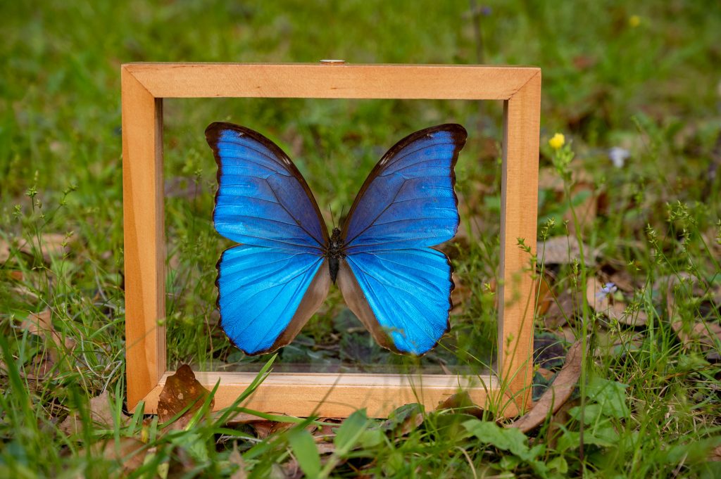 Wood Framed Butterflies Shopping