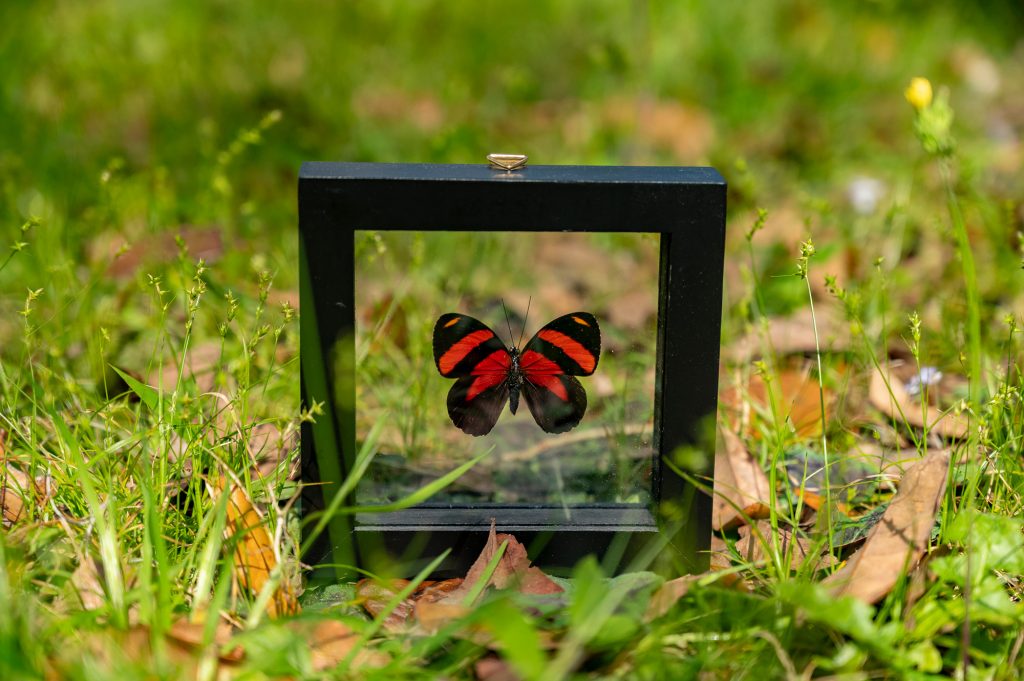 Black and red butterfly in a framed display case