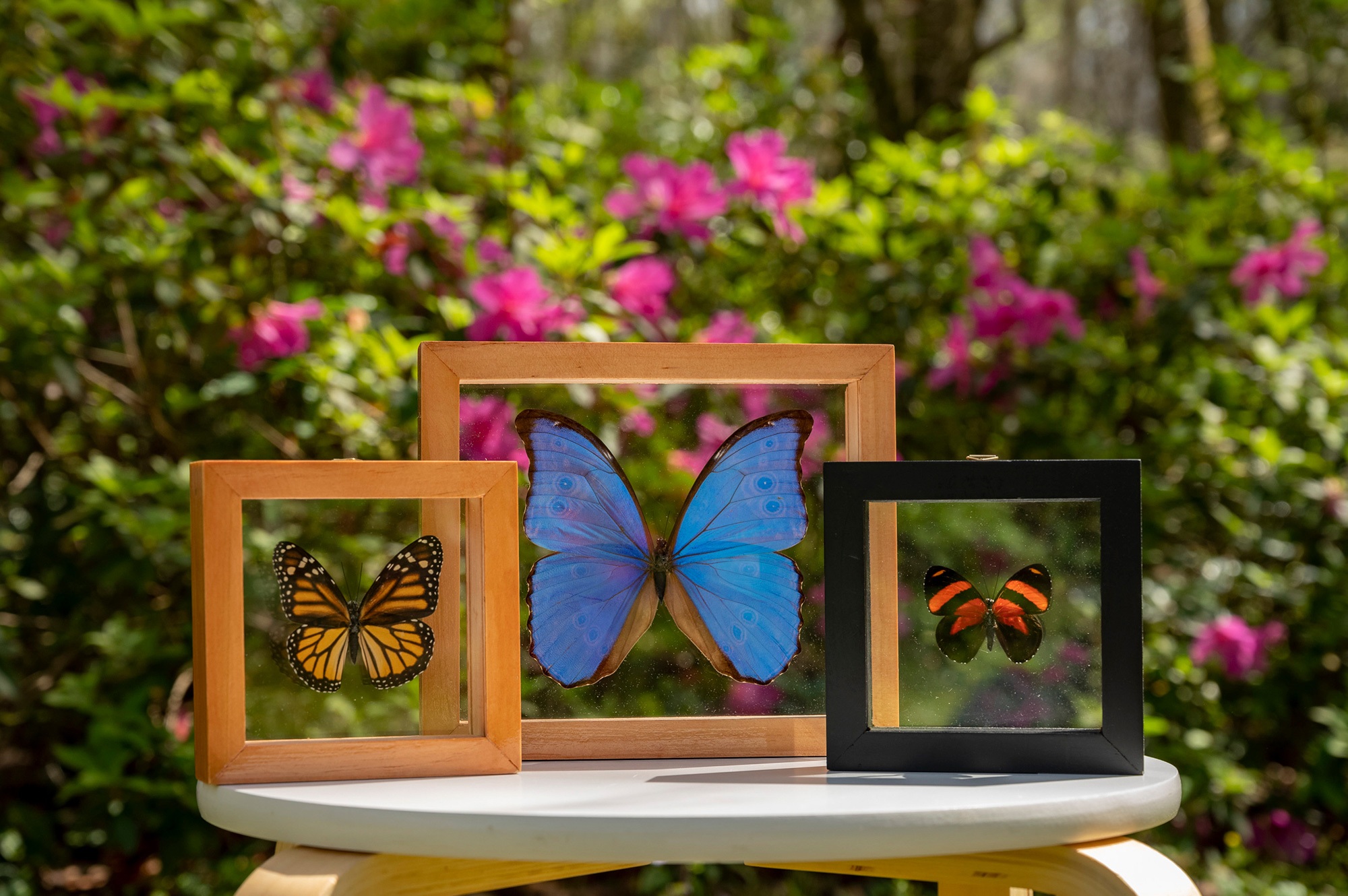 Three butterfly display frames