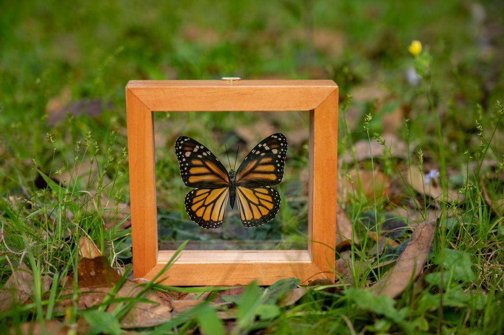 Orange and black butterfly in a framed display case