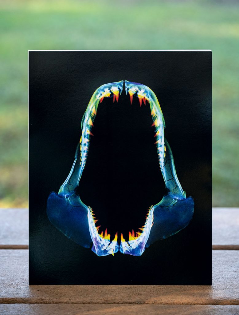 print with an image of a scan of a shark jar from the inner Beauty exhibit
