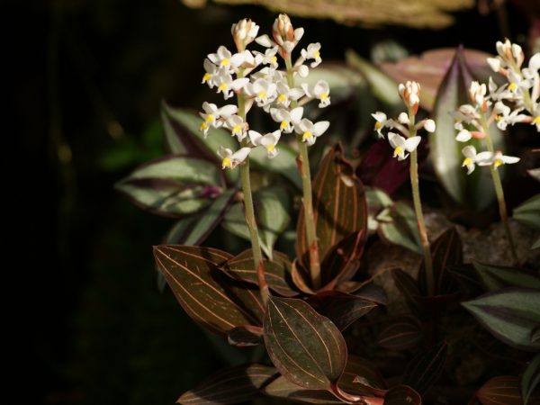 Jewel Orchid