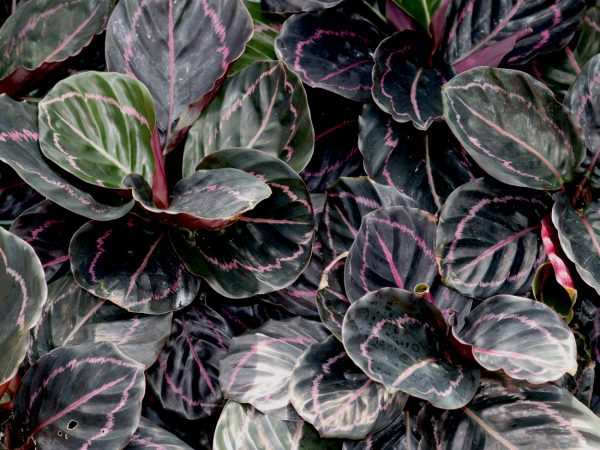 Rosey Calathea