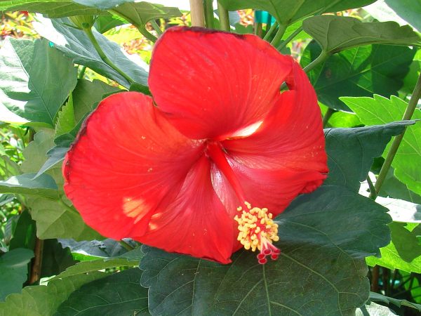 President Red Hibiscus