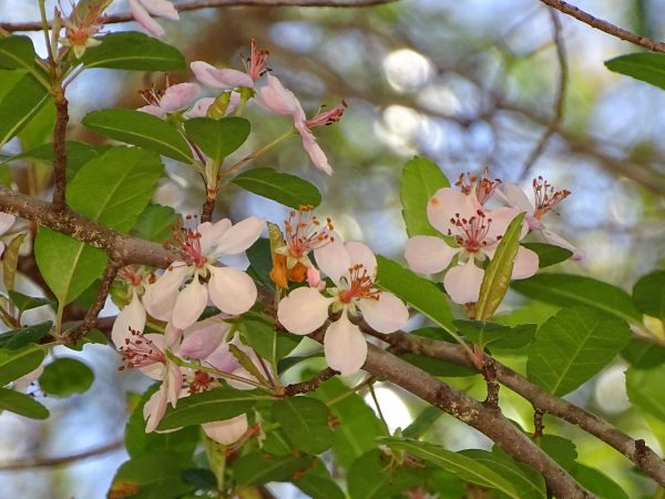 Southern Crabapple