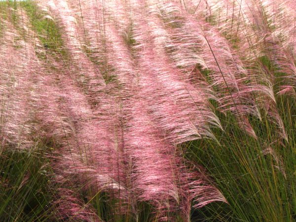 Muhly Grass