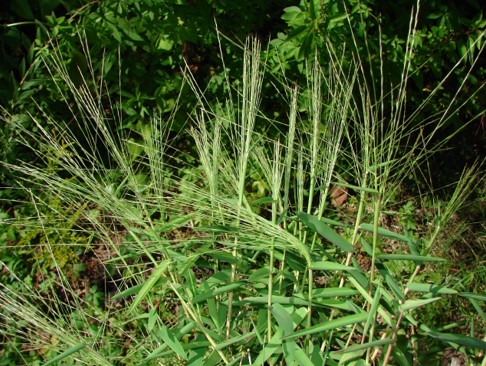 Bearded Skeletongrass