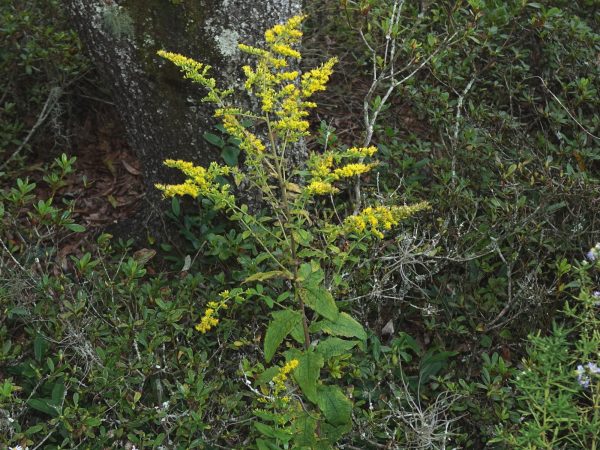 Wrinkle-leaf Goldenrod