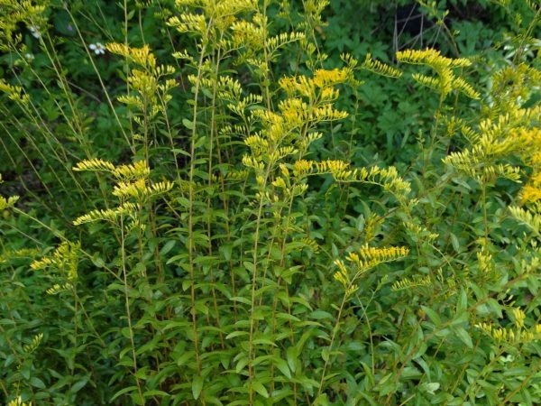 Sweet Goldenrod