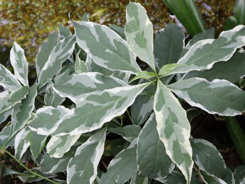 #289 Variegated Caricature Plant Shopping #289 Variegated Caricature Plant Shopping