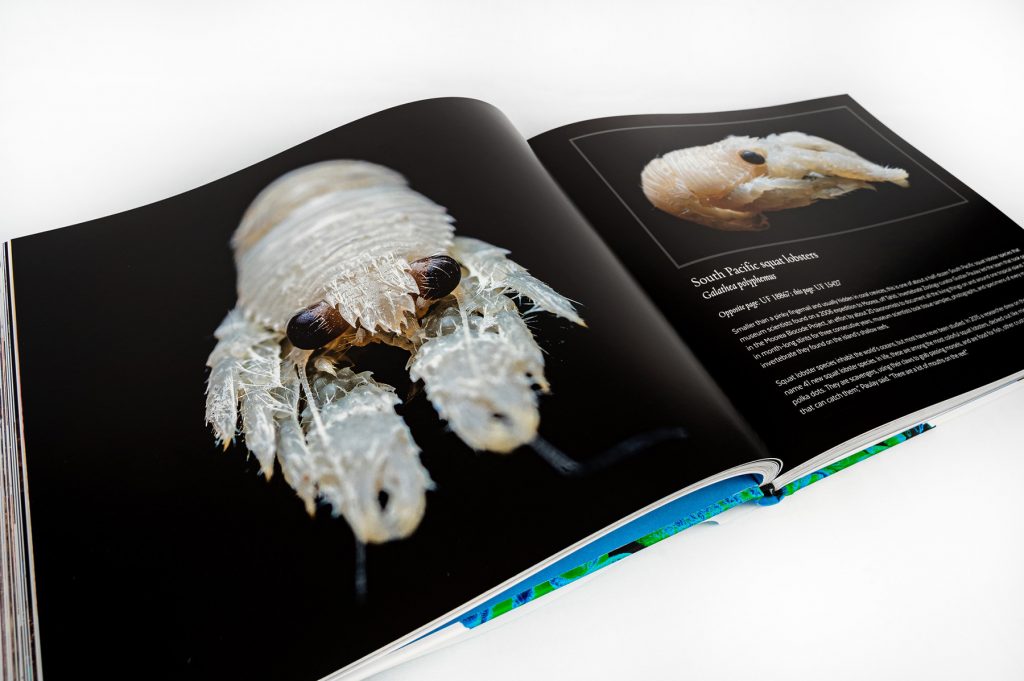 open copy of the book All things Beautiful showing South Pacific squat lobster specimen