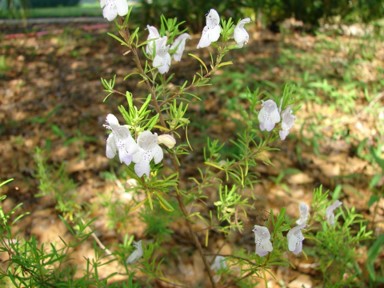 Apalachicola False Rosemary