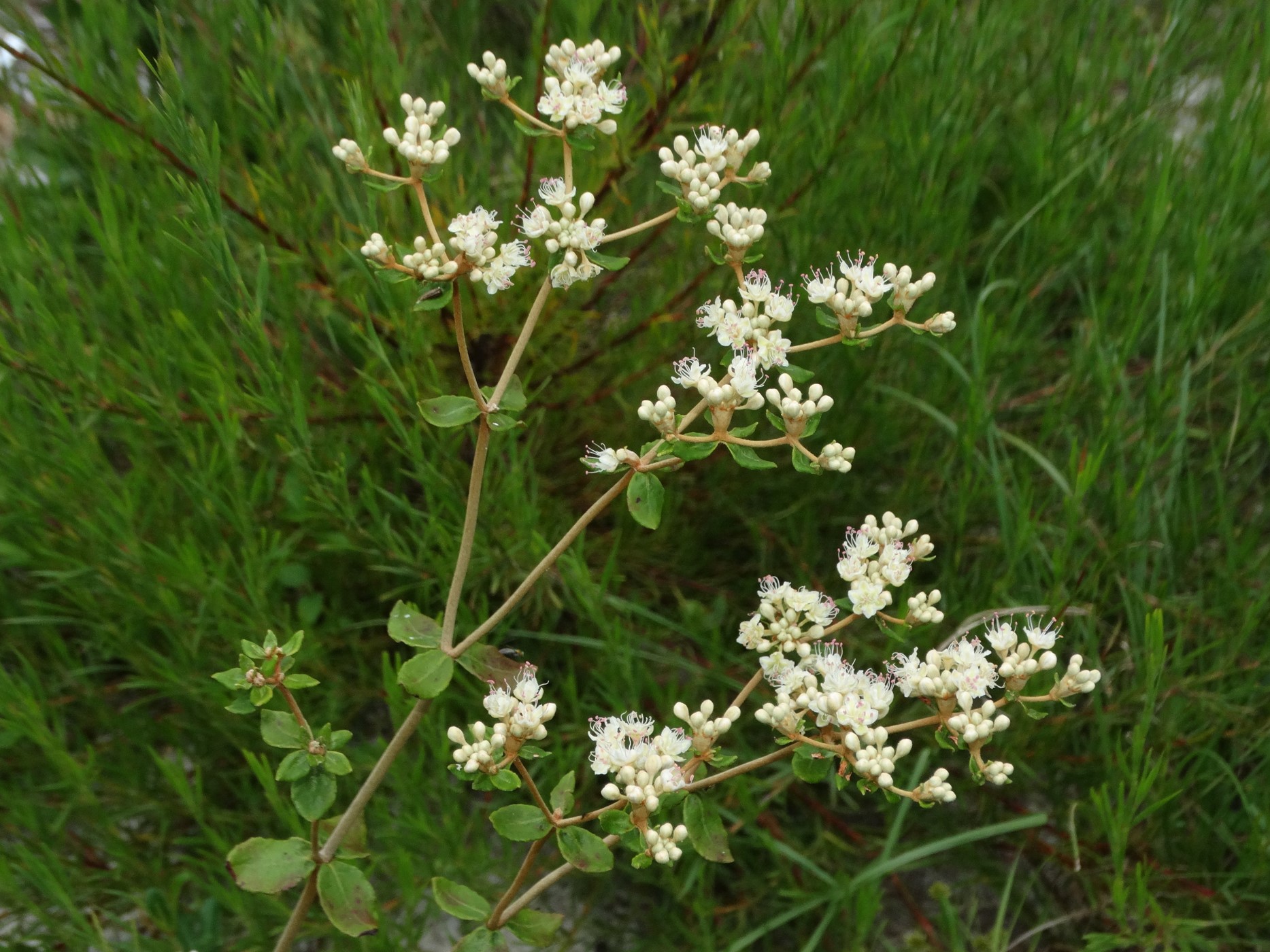 629 Dogtongue Buckwheat Shopping