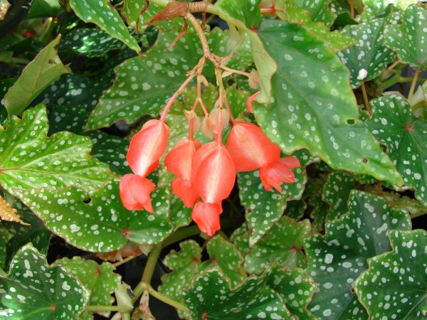 Speckled Angelwing Begonia
