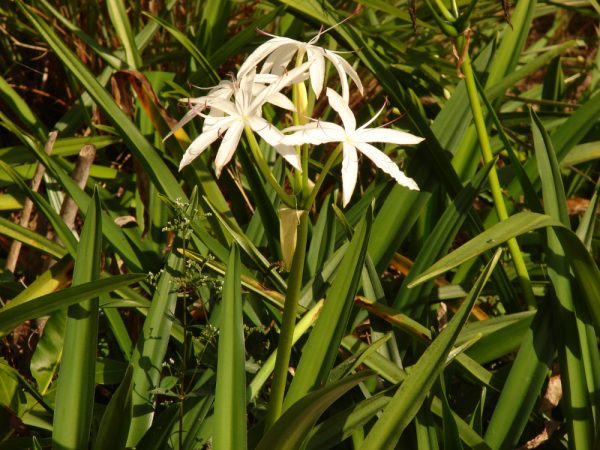 Swamp Lily