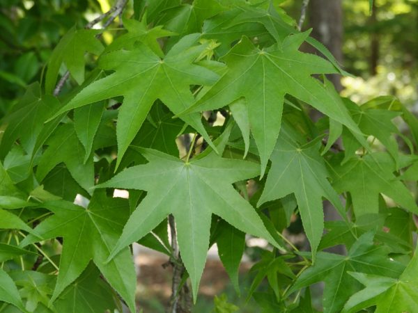 Sweet Gum