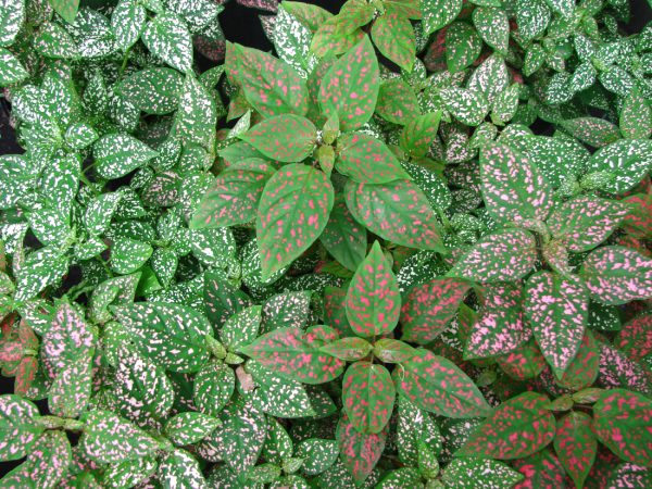 Polka-dot Plant