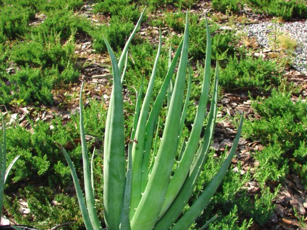 Hedgehog Aloe